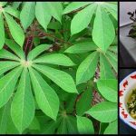 Food episode 4: Several wonders of cassava leaf